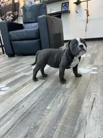 Zuri, a female American Bully for sale in Richmond, TX – 7 of 9