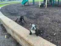 Sweet pea 🫛 , a female American Bully for sale in Richmond, TX – 5 of 10