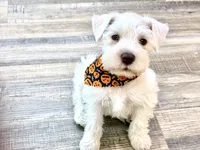 Princeton , a male Miniature Schnauzer for sale in Richmond, TX – 4 of 10