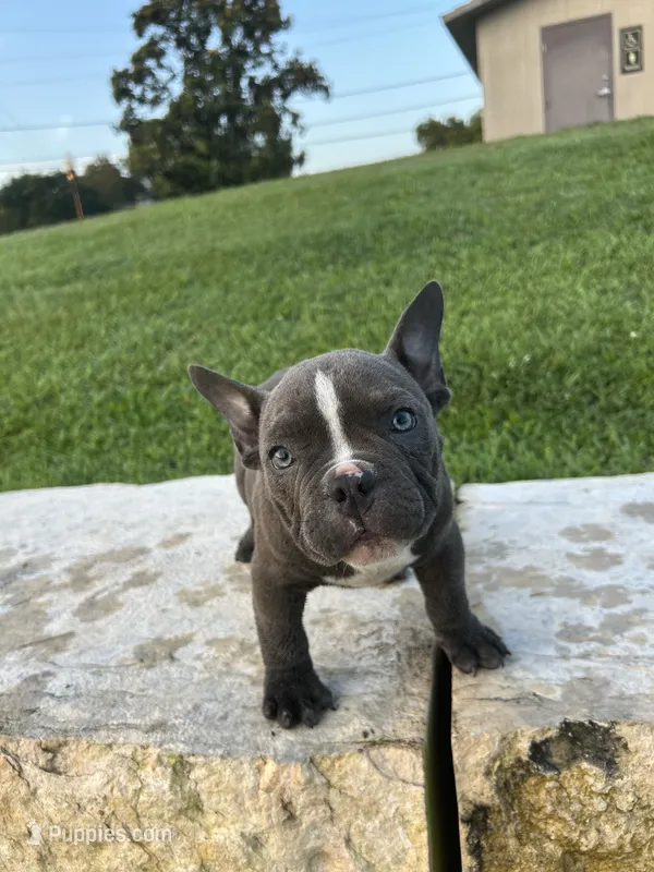 Ricky – American Bully puppy for sale in Richmond, TX