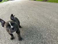 Norris, a male American Bully for sale in Richmond, TX – 4 of 4