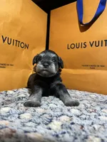 Hèrmes, a male Miniature Schnauzer for sale in Richmond, TX – Photo 7 of 9