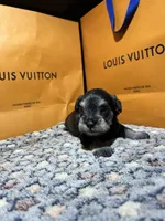 Hèrmes, a male Miniature Schnauzer for sale in Richmond, TX – Photo 2 of 9