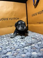 Hèrmes, a male Miniature Schnauzer for sale in Richmond, TX – Photo 3 of 9