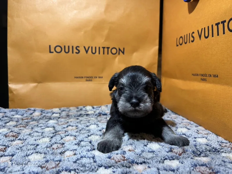 Hèrmes – Miniature Schnauzer puppy for sale in Richmond, TX