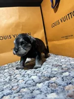 Hèrmes, a male Miniature Schnauzer for sale in Richmond, TX – Photo 4 of 9