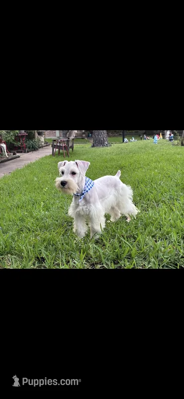Snow man – Miniature Schnauzer puppy for sale in Richmond, TX