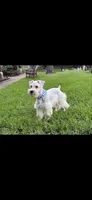 Snow man, a male Miniature Schnauzer for sale in Richmond, TX – 1 of 4