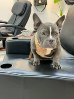 Norris, a male American Bully for sale in Richmond, TX – 4 of 8