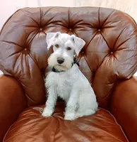 Bruno, a male Miniature Schnauzer for sale in Richmond, TX – Photo 8 of 10