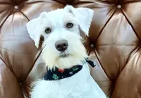 Bruno, a male Miniature Schnauzer for sale in Richmond, TX – Photo 1 of 10