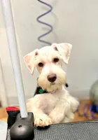 Bruno, a male Miniature Schnauzer for sale in Richmond, TX – Photo 10 of 10