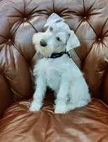 Bruno, a male Miniature Schnauzer for sale in Richmond, TX – Photo 5 of 10