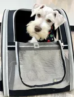 Bruno, a male Miniature Schnauzer for sale in Richmond, TX – Photo 7 of 10