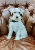 Bruno, a male Miniature Schnauzer for sale in Richmond, TX – Photo 6 of 10