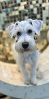 Bruno, a male Miniature Schnauzer for sale in Richmond, TX – Photo 9 of 10