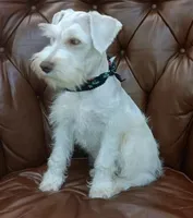 Bruno, a male Miniature Schnauzer for sale in Richmond, TX – Photo 2 of 10