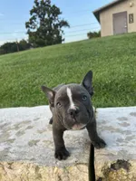 Ricky, a male American Bully for sale in Richmond, TX – 4 of 7