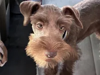 Dutches , a female Miniature Schnauzer for sale in Richmond, TX – 5 of 10