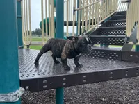 Koda, a female American Bully for sale in Richmond, TX – 4 of 10