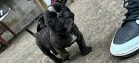 Koda, a female American Bully for sale in Richmond, TX – 5 of 10