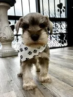 Hazel, a female Miniature Schnauzer for sale in Richmond, TX – 5 of 8