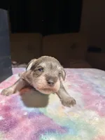 Hazel, a female Miniature Schnauzer for sale in Richmond, TX – Photo 2 of 8