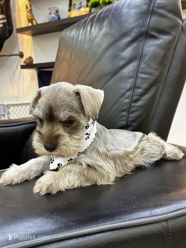 Hazel – Miniature Schnauzer puppy for sale in Richmond, TX