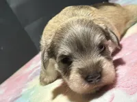 Hazel, a female Miniature Schnauzer for sale in Richmond, TX – Photo 3 of 8