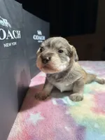 Hazel, a female Miniature Schnauzer for sale in Richmond, TX – Photo 5 of 8