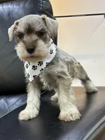 Hazel, a female Miniature Schnauzer for sale in Richmond, TX – 2 of 8