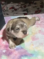 Hazel, a female Miniature Schnauzer for sale in Richmond, TX – Photo 7 of 8