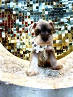 Hazel, a female Miniature Schnauzer for sale in Richmond, TX – 7 of 8