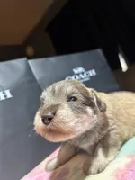 Hazel, a female Miniature Schnauzer for sale in Richmond, TX – Photo 6 of 8