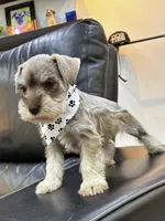 Hazel, a female Miniature Schnauzer for sale in Richmond, TX – 4 of 8