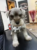 Hazel, a female Miniature Schnauzer for sale in Richmond, TX – 6 of 8