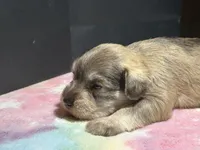 Hazel, a female Miniature Schnauzer for sale in Richmond, TX – Photo 8 of 8