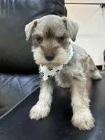 Hazel, a female Miniature Schnauzer for sale in Richmond, TX – 3 of 8