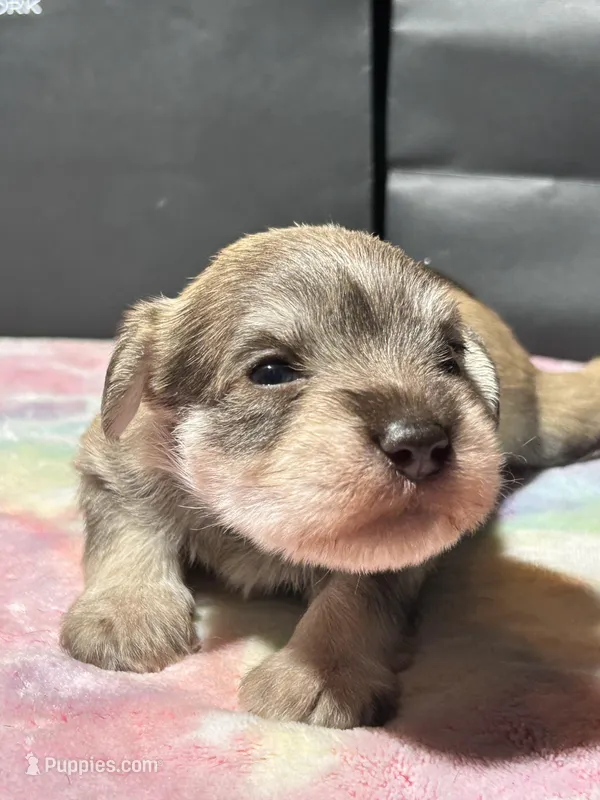 Hazel – Miniature Schnauzer puppy for sale in Richmond, TX
