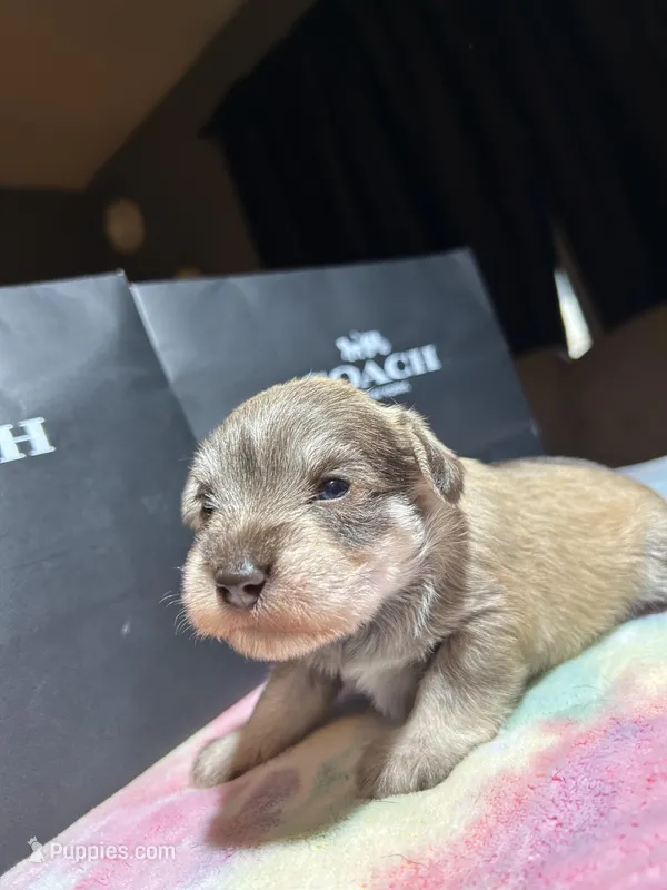 Hazel – Miniature Schnauzer puppy for sale in Richmond, TX