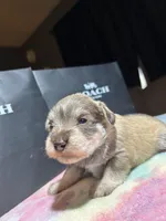 Hazel, a female Miniature Schnauzer for sale in Richmond, TX – Photo 4 of 8