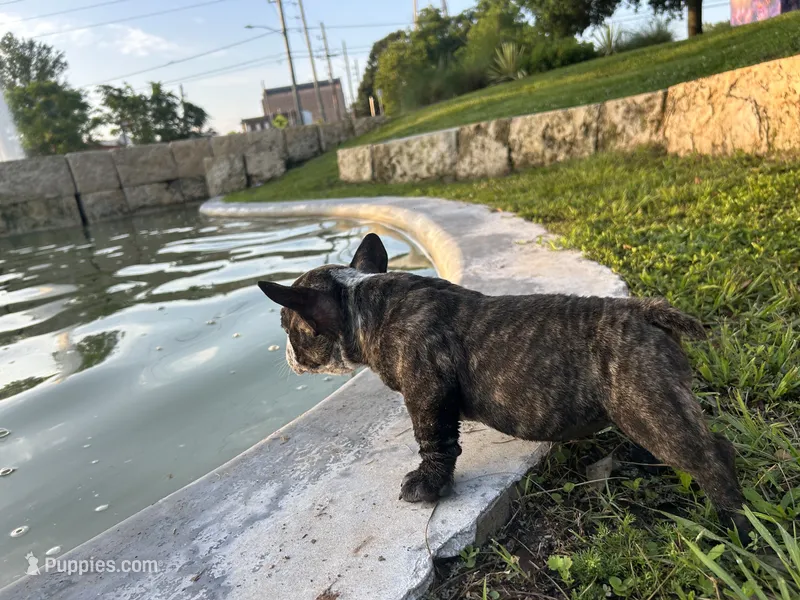Koda – American Bully puppy for sale in Richmond, TX
