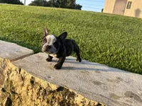 Sweet pea 🫛 , a female American Bully for sale in Richmond, TX – 7 of 10