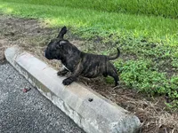 Koda, a female American Bully for sale in Richmond, TX – 6 of 10