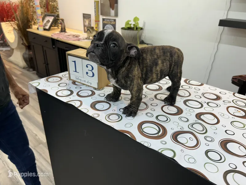 Koda – American Bully puppy for sale in Richmond, TX