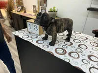 Koda, a female American Bully for sale in Richmond, TX – 1 of 10