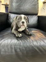 Zuri, a female American Bully for sale in Richmond, TX – 9 of 9