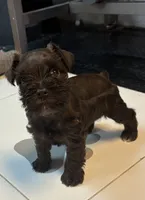 Maple, a female Miniature Schnauzer for sale in Richmond, TX – 5 of 7