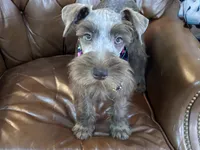 Dutches , a female Miniature Schnauzer for sale in Richmond, TX – 4 of 10
