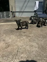 Koda, a female American Bully for sale in Richmond, TX – 10 of 10